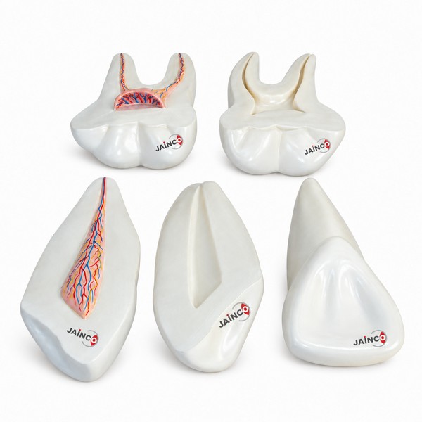 Expansion Model of Human Teeth